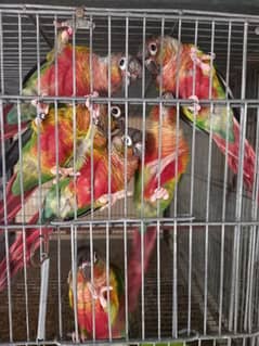 Conure | pair | parrot | extream high red | birds | available