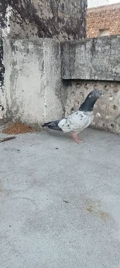 pigeon