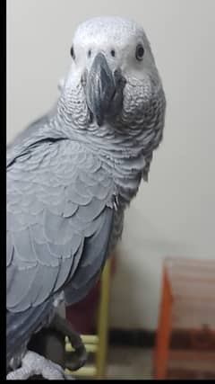 Grey Parrot Chick