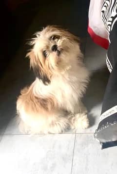 pedigree, shihtzu