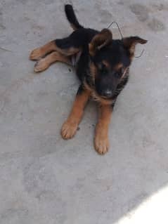 German shepherd dog for sale 0321/7201/763