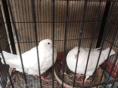 urgent for sale white King pigeon full breeder pair