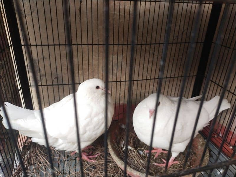 urgent for sale white King pigeon full breeder pair 0