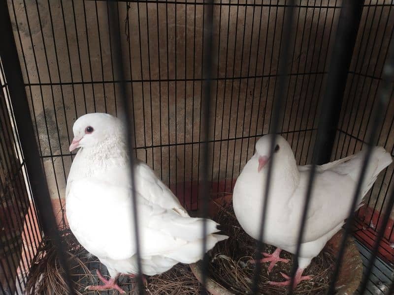 urgent for sale white King pigeon full breeder pair 1