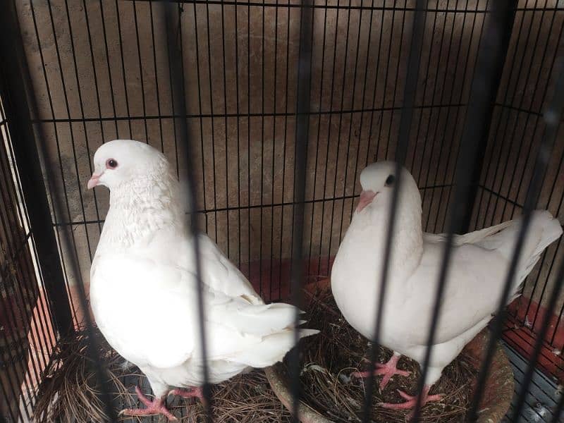 urgent for sale white King pigeon full breeder pair 2