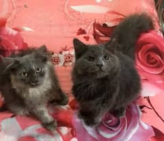 5 months old male kittens available in 10k