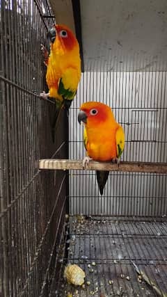 Sunconure Breeder Pairs with Breeding History