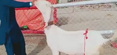 Rajanpuri Bakri 3 Bacchon Ka Sath For Sale My Phone number:03435439730