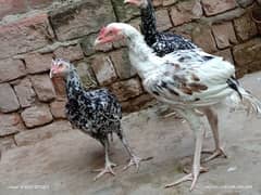 Pure Aseel Mianwali| 1 Male with 3 female|