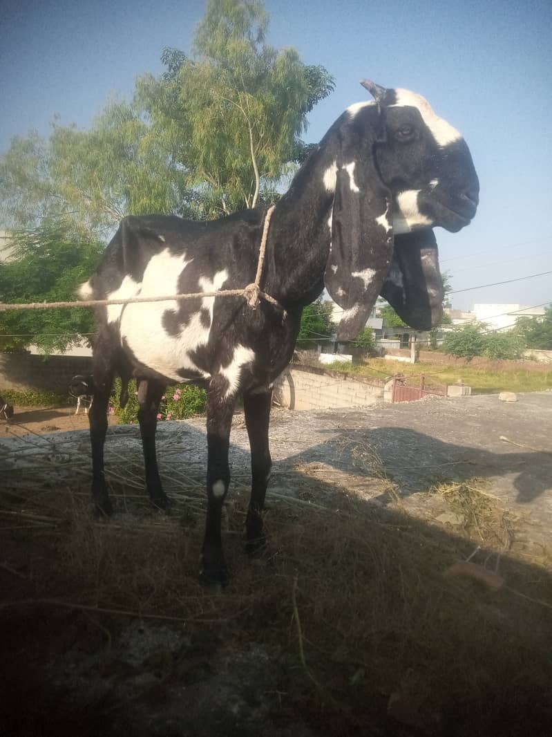 bakri Sath bacha 1