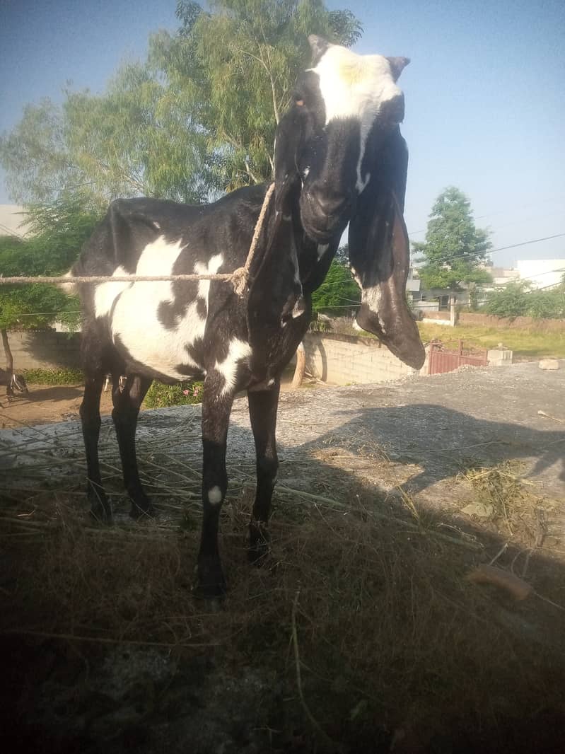 bakri Sath bacha 4