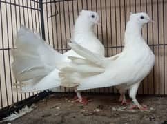 3 Lakka pigeons one pair and one male