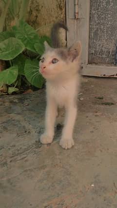 Persian male kitten for sale.