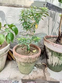 Chandni Plant for Sale with Pot 0