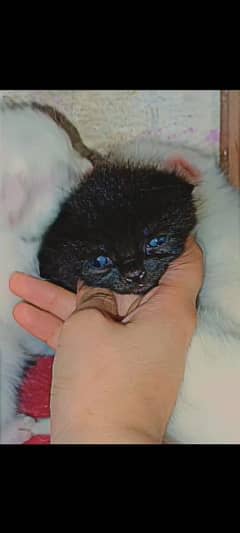 Kittens Persian