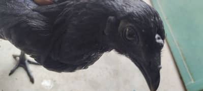 Ayam Cemani Gray Toung