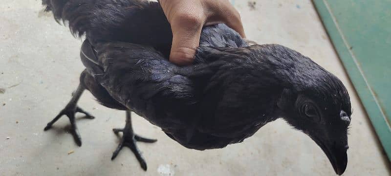 Ayam Cemani Gray Toung 1