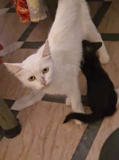 persian cat with 3 kittens