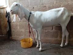 pure rajanpuri gulabi goat for sale