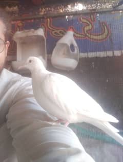 White Dove breeder pair for Sale