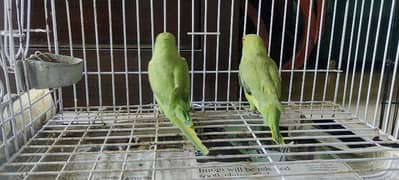 Beautiful Parrots for sale