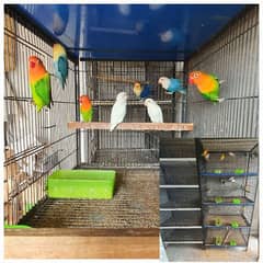 Love Birds & 2 Cages Complete Setup for Sale