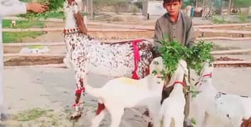 Makka Chuni Bakri 3 Bacchon ke sath Urgent For Sale Call :03496944797