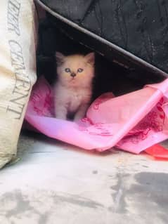 kitten himalayan