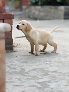 KCP Pedigree Lab Male Pup