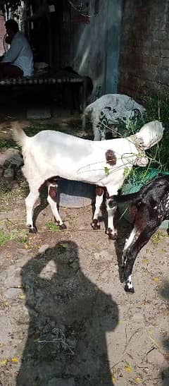 Desi bakri