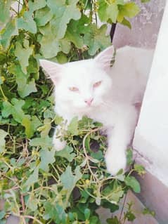 rashyan cat