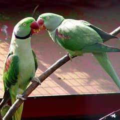 pair of raw Alexanderine parakeet for sale. 0