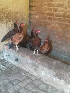 Aseel hen for sale