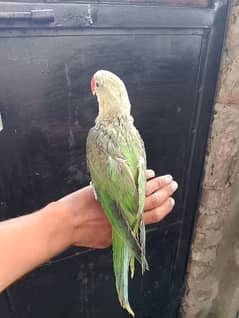 Raw parrot