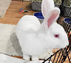 pair male female angora Persian red ayes for sale