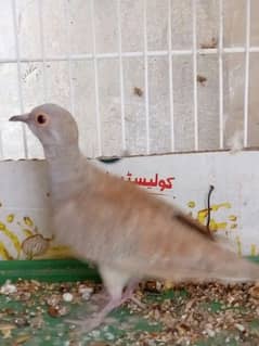 RED DOVES PAIR AND 1 SINGLE WHITE TAIL MALE DOVE