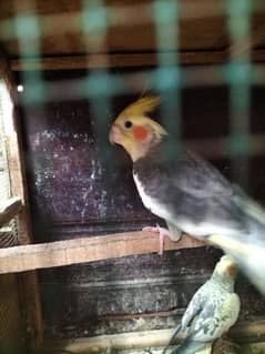 Cockatiel Parrot