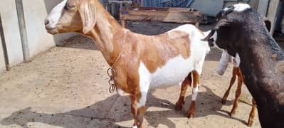 barbari teddy goat for sale 03333098101  plz call only