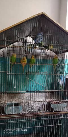 parrots