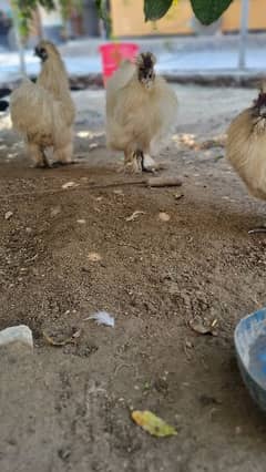 two silkie male 5 finger top quality