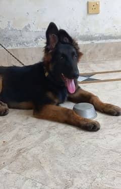 German Shepherd Puppy