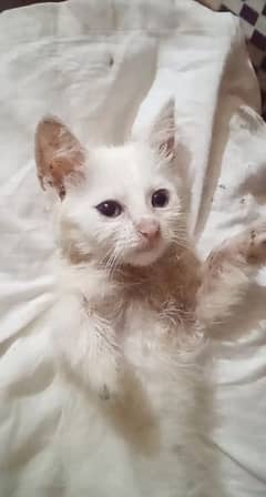 White Small  kittens pair  45 days age