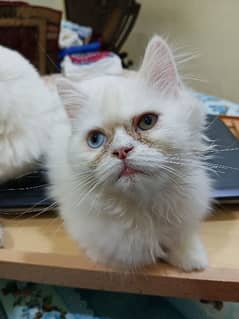 Persian White male Kitten odd eyes