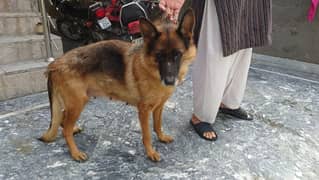 Breader female GSD