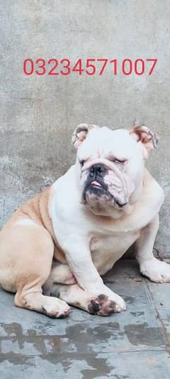 British bulldog