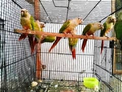 Pineapple Conure high Red Factor With DNA