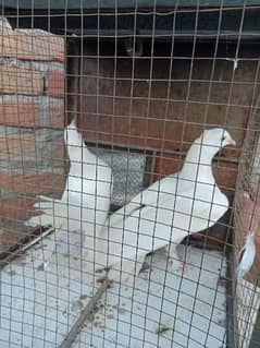 Home breed pigeon for sale