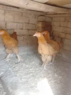 hen