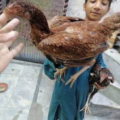 mianwali aseel pair for sale