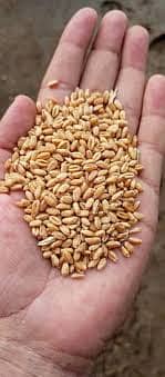 Wheat for sale in Bahawalpur